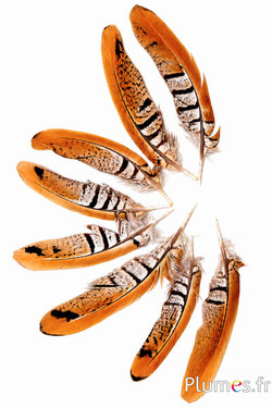 Fazant Reeves - 10-14 cm - natuurlijk bruin